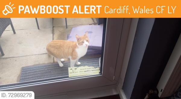 Found/Stray Male Cat last seen Horwood close splott CF24 2LY , Cardiff, Wales CF24 2LY