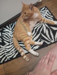 Reunited Male Cat last seen York and High st, Pottstown, PA 19464