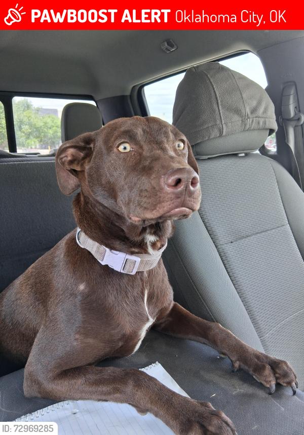 Lost Female Dog last seen Sw 44th and western, Oklahoma City, OK 73109