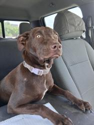 Lost Female Dog last seen Sw 44th and western, Oklahoma City, OK 73109