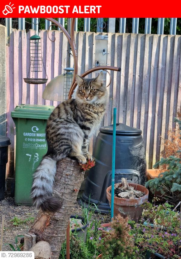 Lost Male Cat last seen Sunbeam Crescent W10, Greater London, England W10