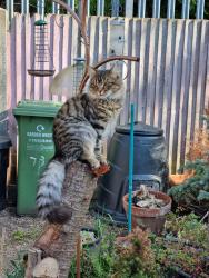 Lost Male Cat last seen Sunbeam Crescent W10, Greater London, England W10
