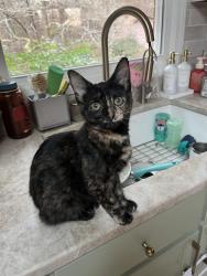 Reunited Female Cat last seen Grampian St and S Glenwood Trail, Southern Pines, NC 28387