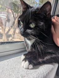 Lost Female Cat last seen Talaverde Community, Las Vegas, NV 89138