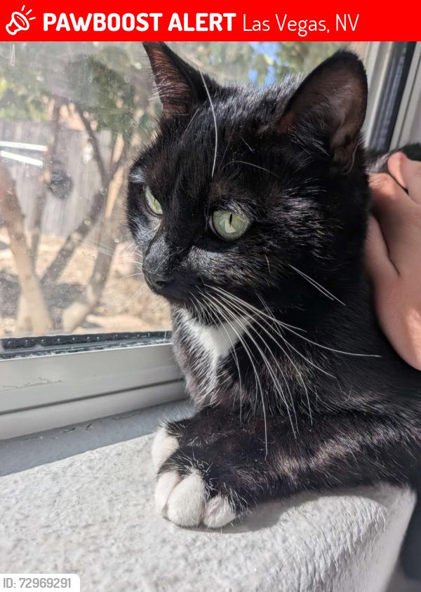Lost Female Cat last seen Talaverde Community, Las Vegas, NV 89138