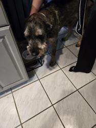 Found/Stray Male Dog last seen Windward isles, Sunrise, FL 33323