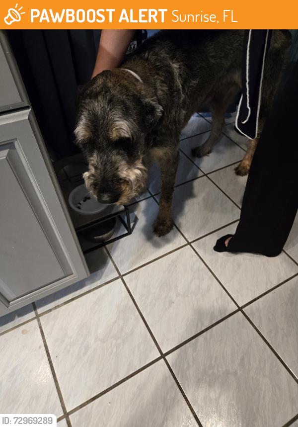 Found/Stray Male Dog last seen Windward isles, Sunrise, FL 33323