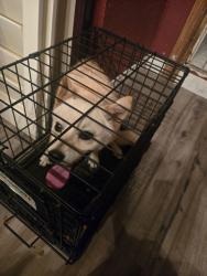 Found/Stray Unknown Dog last seen Grand/Sheridan, Corona, CA 92882