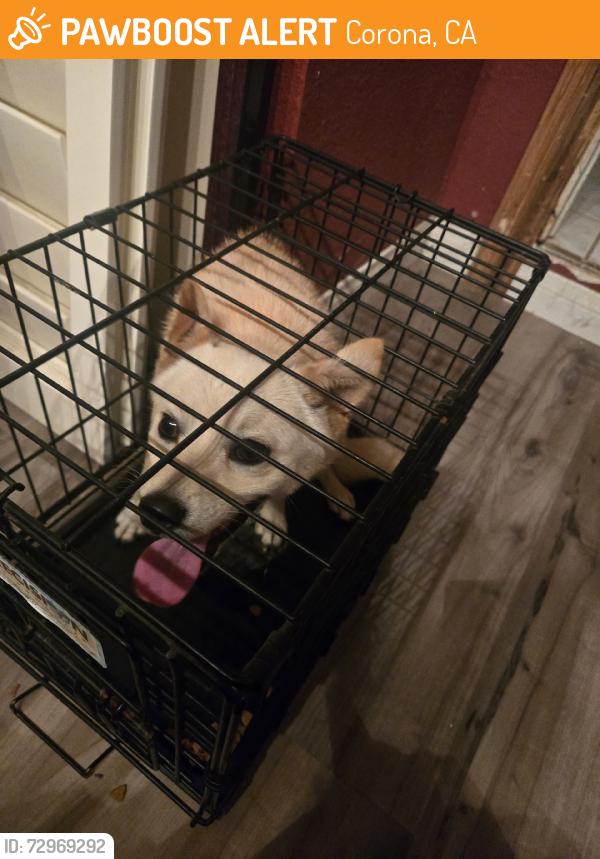 Found/Stray Unknown Dog last seen Grand/Sheridan, Corona, CA 92882