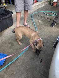 Found/Stray Female Dog last seen Grant and Perry , Houston, TX 77070