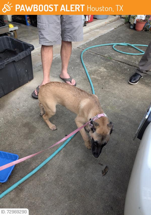 Found/Stray Female Dog last seen Grant and Perry , Houston, TX 77070