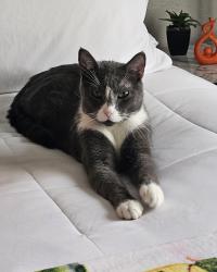 Lost Male Cat last seen Cazadores North , Miami, FL 33177