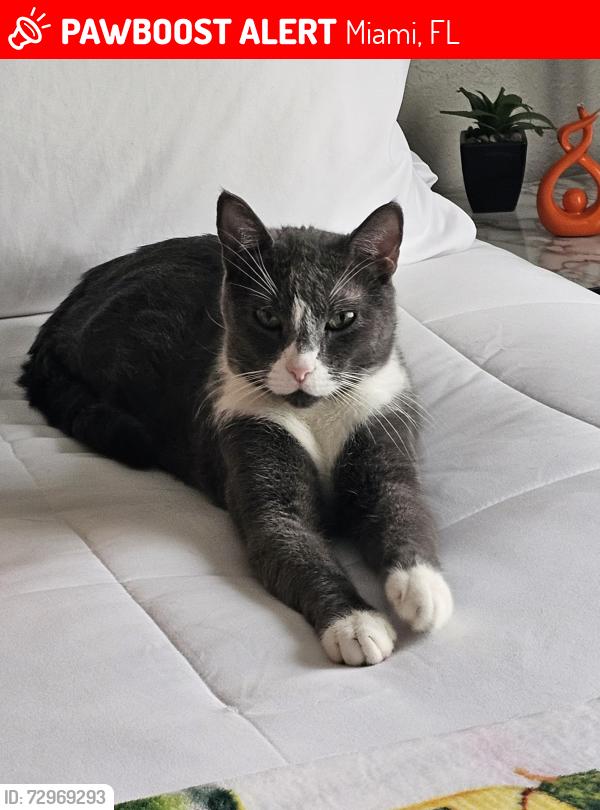 Lost Male Cat last seen Cazadores North , Miami, FL 33177