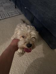 Reunited Male Dog last seen Rainbow & Cactus , Enterprise, NV 89139