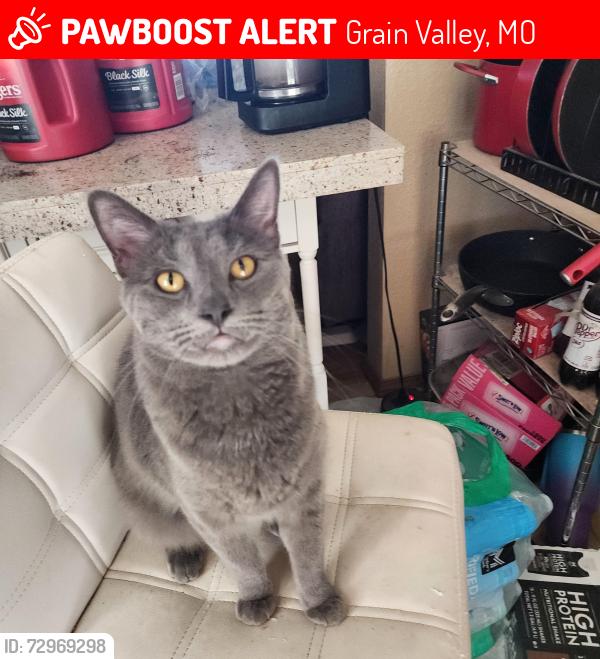 Lost Male Cat last seen Golfview Dr between rv park and brass armadillo , Grain Valley, MO 64029