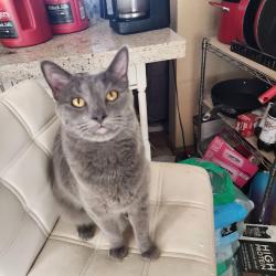 Lost Male Cat last seen Golfview Dr between rv park and brass armadillo , Grain Valley, MO 64029