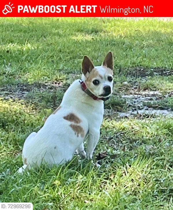 Lost Male Dog last seen Nicholas Creek Circle/Lansdowne Rd, Wilmington, NC 28409