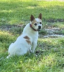 Lost Male Dog last seen Nicholas Creek Circle/Lansdowne Rd, Wilmington, NC 28409