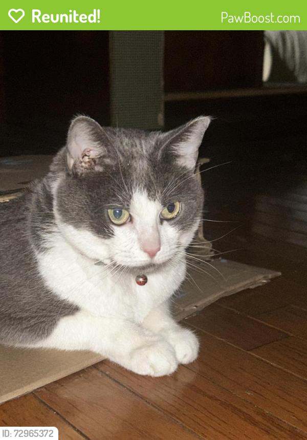 Reunited Male Cat last seen Highway,water tower,drumm road,woods, Danville, PA 17821