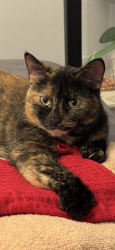 Lost Female Bird last seen Thompson and Toronto st near Stokley playground , Philadelphia, PA 19134