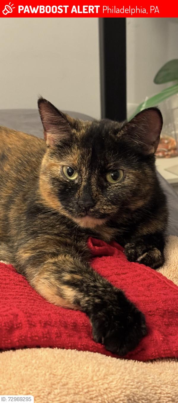 Lost Female Bird last seen Thompson and Toronto st near Stokley playground , Philadelphia, PA 19134
