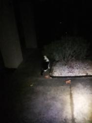 Found/Stray Unknown Cat last seen Doncaster, Doncaster East, VIC 3109