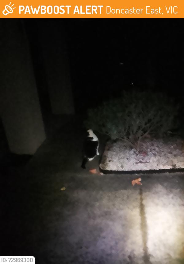 Found/Stray Unknown Cat last seen Doncaster, Doncaster East, VIC 3109