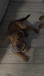 Reunited Male Dog last seen Pullen Road, Sevierville, TN 37862