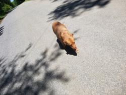 Found/Stray Female Dog last seen Oak Crest Rd, Partlow, VA 22534