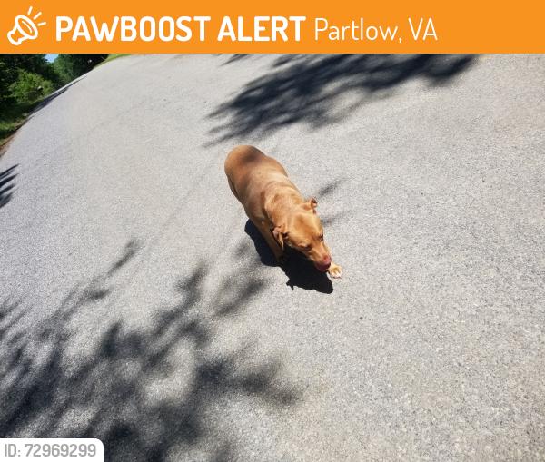 Found/Stray Female Dog last seen Oak Crest Rd, Partlow, VA 22534