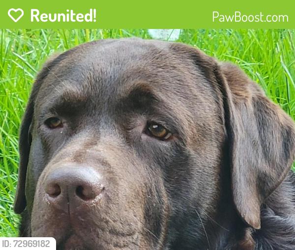 Reunited Male Dog last seen Tillicum n carey, Saanich, BC V8Z
