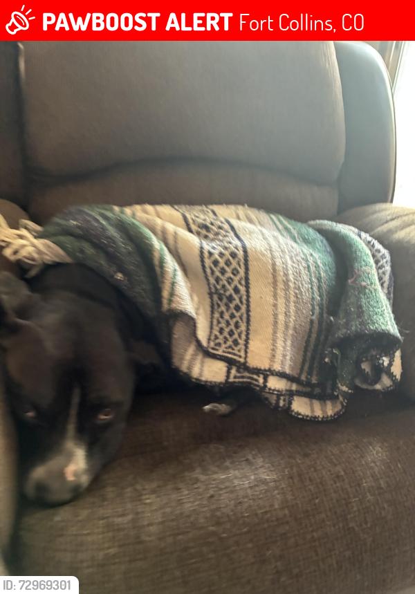 Lost Male Dog last seen Near Gunnison dr, Fort Collins, CO 80526