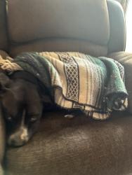 Lost Male Dog last seen Near Gunnison dr, Fort Collins, CO 80526