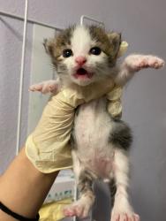 Shelter Stray Male Cat last seen Bexar County, 3353 Morningside Dr, New Braunfels, TX 78132, USA