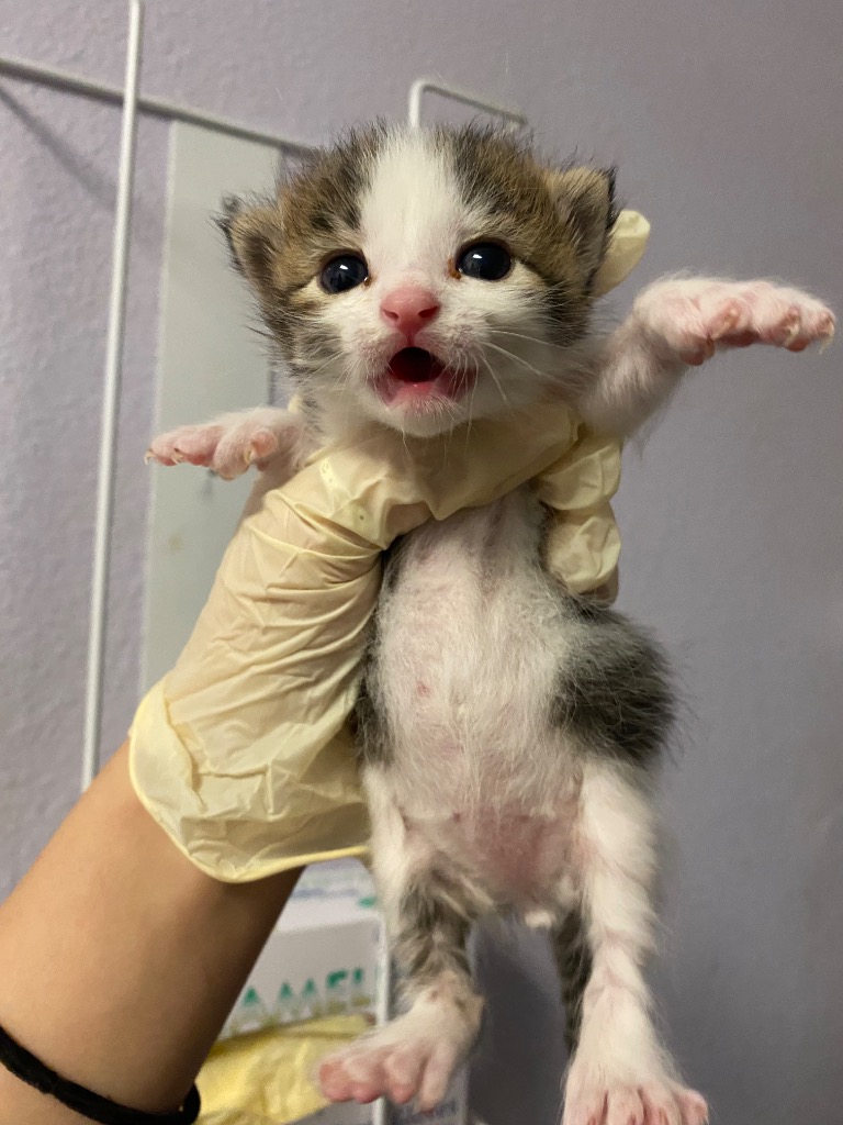 Shelter Stray Male Cat last seen Bexar County, 3353 Morningside Dr, New Braunfels, TX 78132, USA