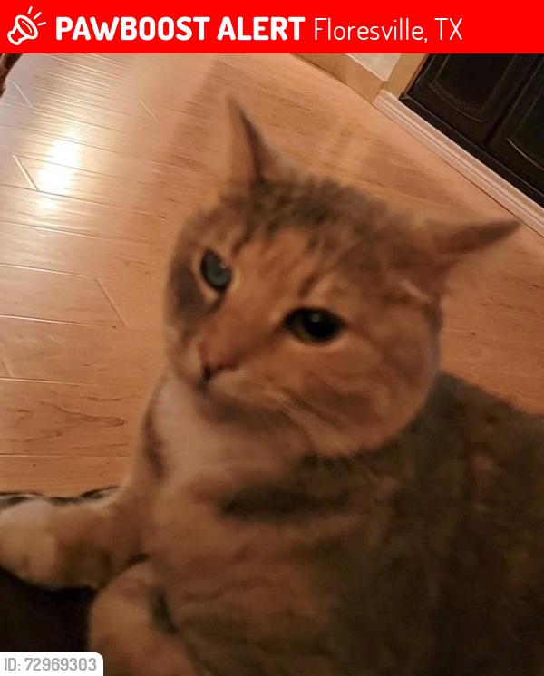 Lost Female Cat last seen Near hosp Blvd, Floresville, TX 78114