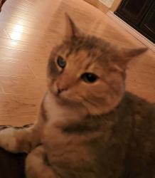 Lost Female Cat last seen Near hosp Blvd, Floresville, TX 78114