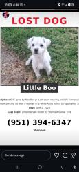 Lost Female Dog last seen Van buran, Riverside, CA 91752