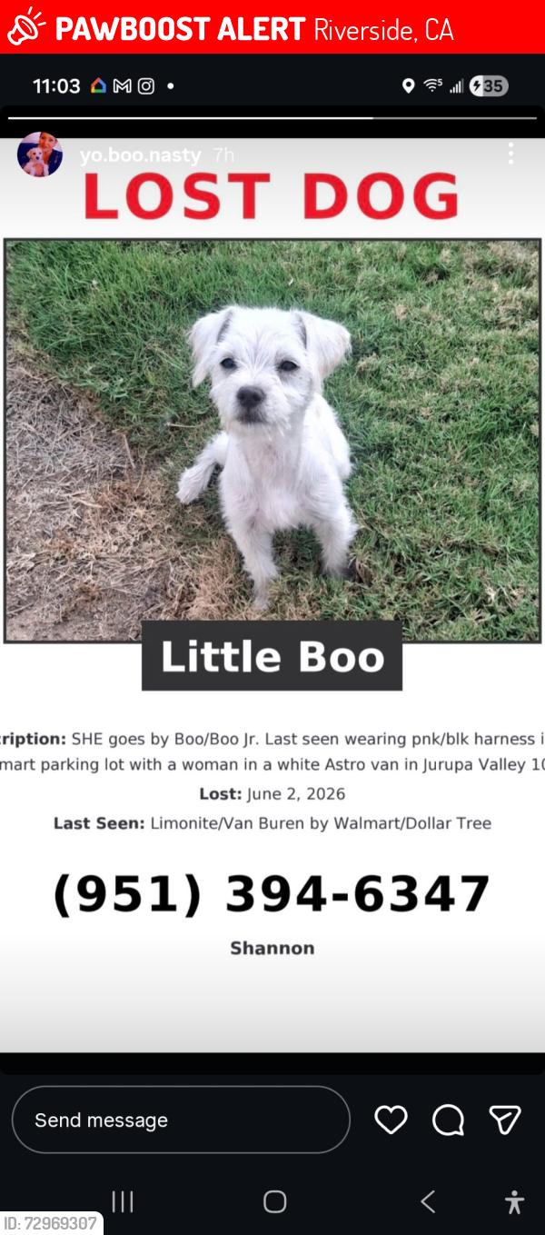 Lost Female Dog last seen Van buran, Riverside, CA 91752