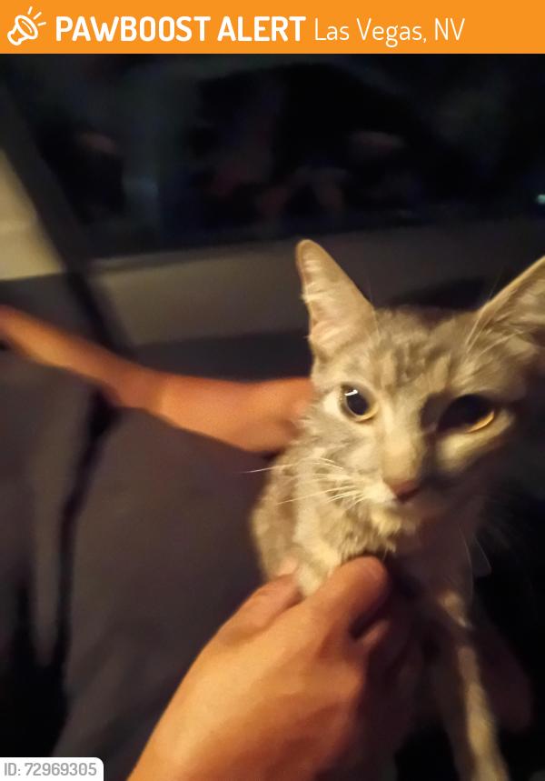 Found/Stray Female Cat last seen Dottys casino on Boulder hyw and e desert in, Las Vegas, NV 89121