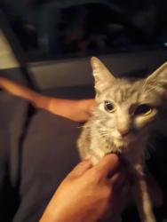 Found/Stray Female Cat last seen Dottys casino on Boulder hyw and e desert in, Las Vegas, NV 89121