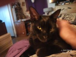 Lost Male Cat last seen Amman & Bernzott, Citrus County, FL 34433