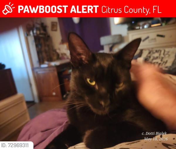 Lost Male Cat last seen Amman & Bernzott, Citrus County, FL 34433