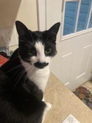 Reunited Male Cat last seen Southern Middle School, Aberdeen, NC 28315