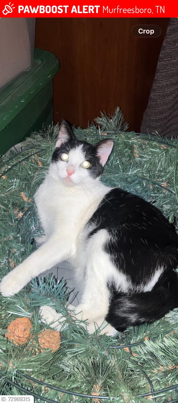 Lost Male Cat last seen The Best Western Motel, Murfreesboro, TN 37129