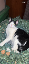 Lost Male Cat last seen The Best Western Motel, Murfreesboro, TN 37129