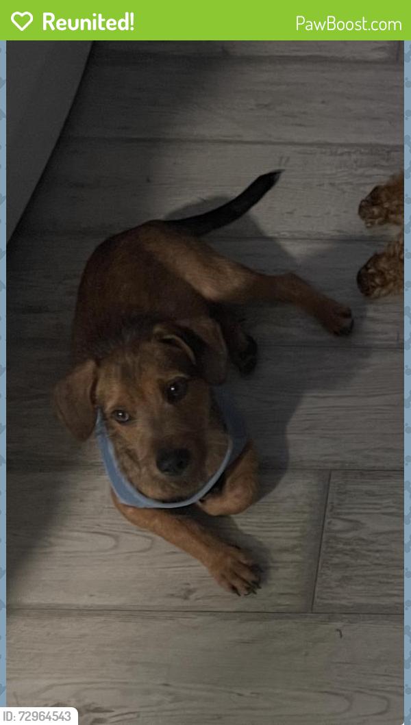 Reunited Male Dog last seen Pullen Road, Sevierville, TN 37862