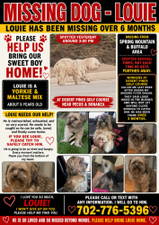 Lost Male Dog last seen DESERT PINES GOLF CLUB, Las Vegas, NV 89101