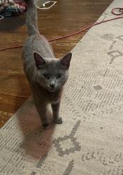 Reunited Female Cat last seen Huron st, South Bend, IN 46628