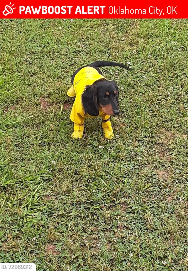 Lost Male Dog last seen Sw40th, Oklahoma City, OK 73119
